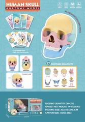 HUMAN SKULL ANATONY MODEL 17PCS,
