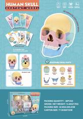 HUMAN SKULL ANATONY MODEL 17PCS,